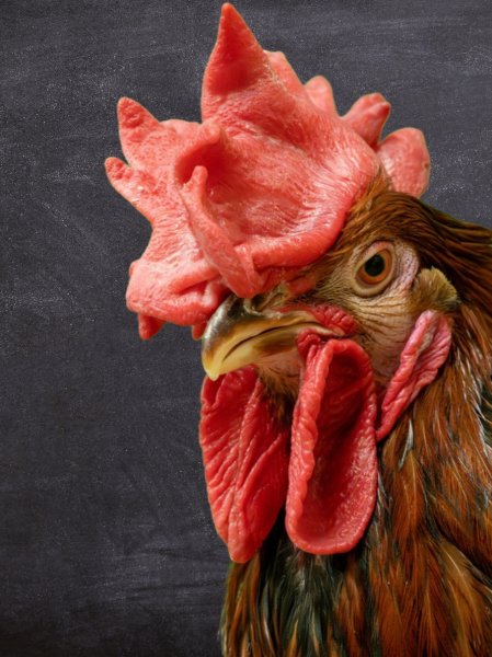 Portrait coq ardoise